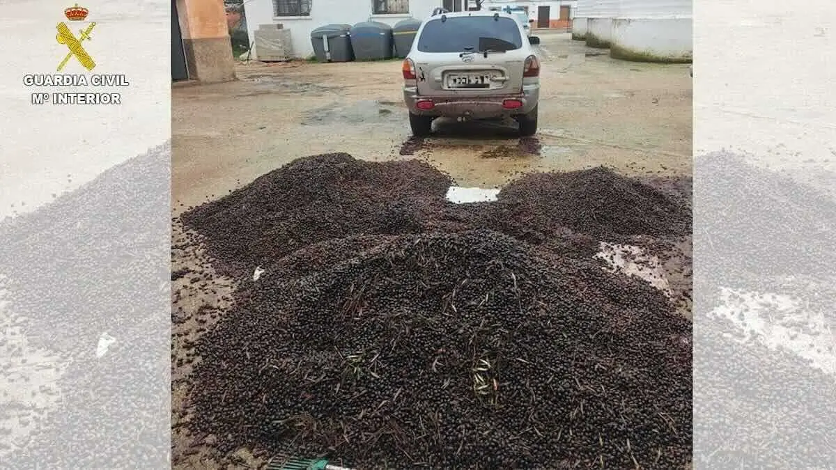 Desarticulado un grupo criminal por robar aceituna en Ciudad Real