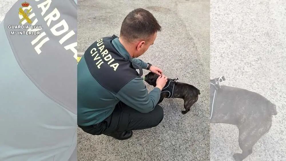 Tres investigados en Ciudad Real por dedicarse a la venta fraudulenta de perros por Internet