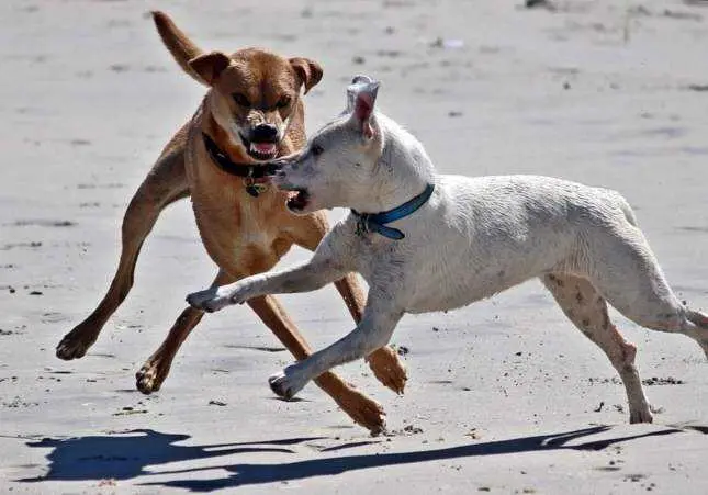 Herida cr&iacute;tica una mujer atacada por una manada de perros en una calle