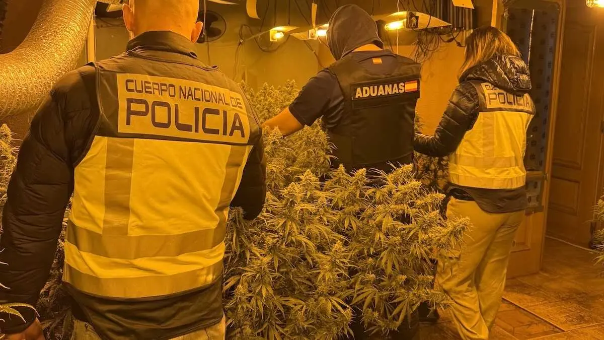 Un fuerte olor a marihuana delata un cultivo en Torrej&oacute;n del Rey (Guadalajara)