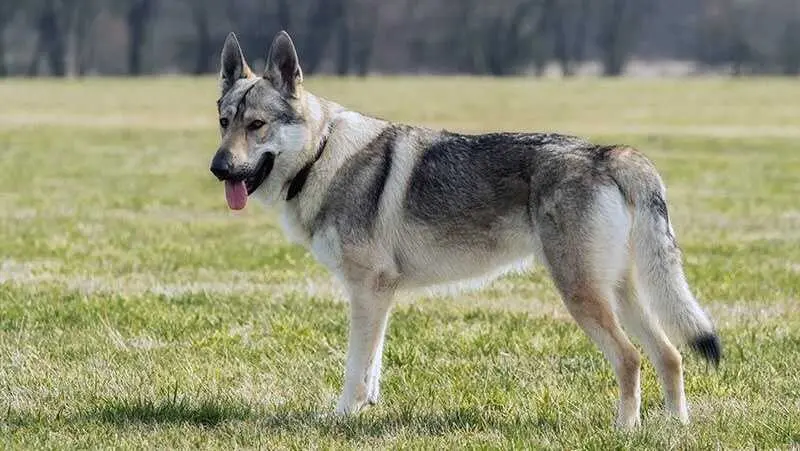 Investigan el ataque de perros lobo americano a una beb&eacute; en Toledo