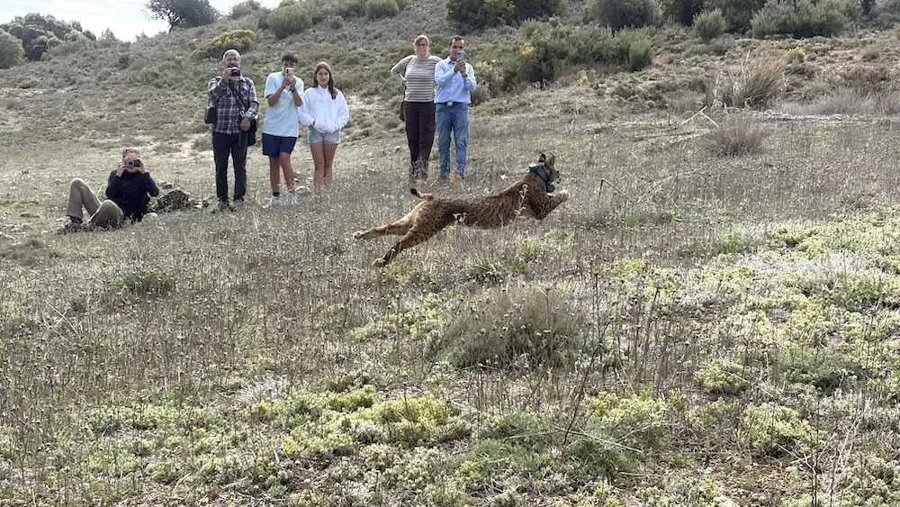Sueltan dos linces en Cuenca para reforzar la poblaci&oacute;n silvestre