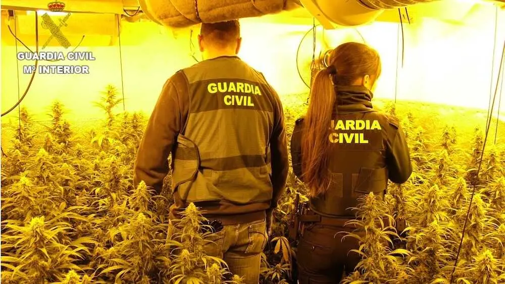 Cae un clan en Engu&iacute;danos (Cuenca) que cultivaba marihuana junto a un menor