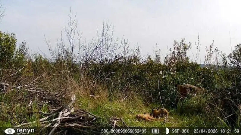 El Parque Nacional de Caba&ntilde;eros registra el primer nacimiento de lince ib&eacute;rico de su historia