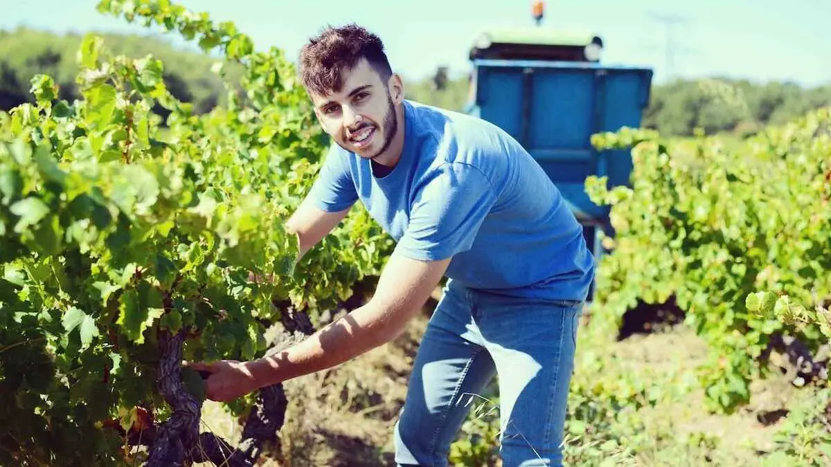 En la imagen de archivo un joven agricultor en un vi&ntilde;edo, vendimia, uva, vino, j&oacute;venes agricultores, relevo generacional, campo,&nbsp;