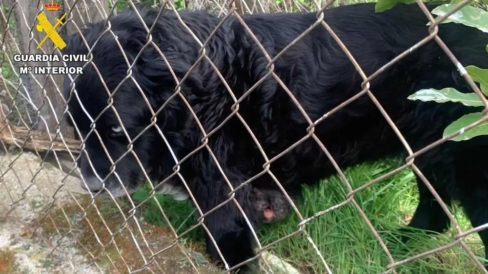 Un tumor gigante destapa el abandono de un perro en una parcela