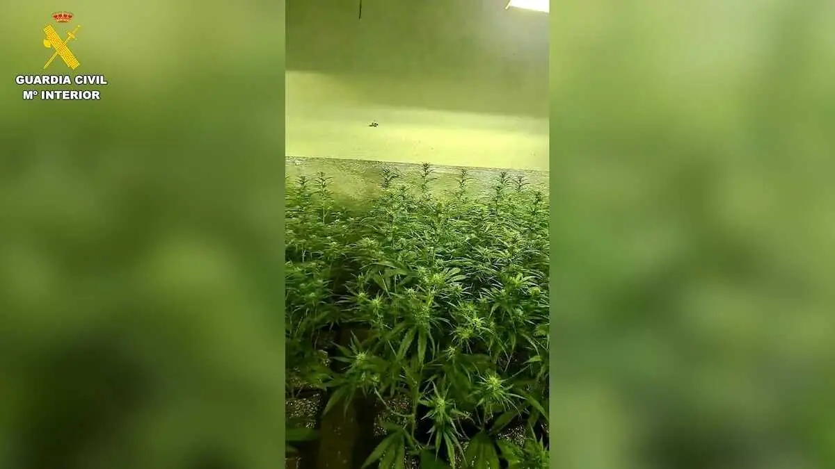 Marihuana junto a una guarder&iacute;a en Sese&ntilde;a (Toledo): detenidas tres personas