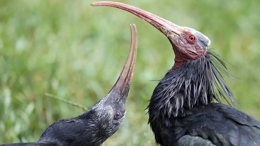 Fotograf&iacute;a de archivo de un ibis eremita - EFE/EPA/RONALD WITTEK