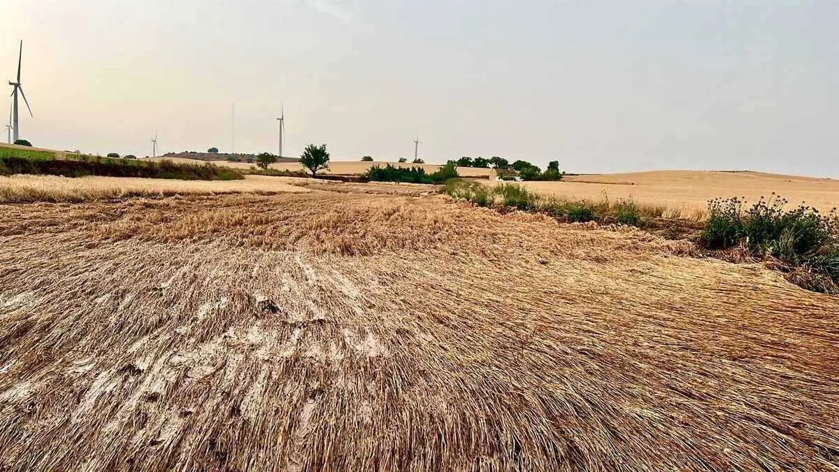 En la imagen de archivo cultivos de cereal afectados por el pedrisco tras las fuertes tormentas