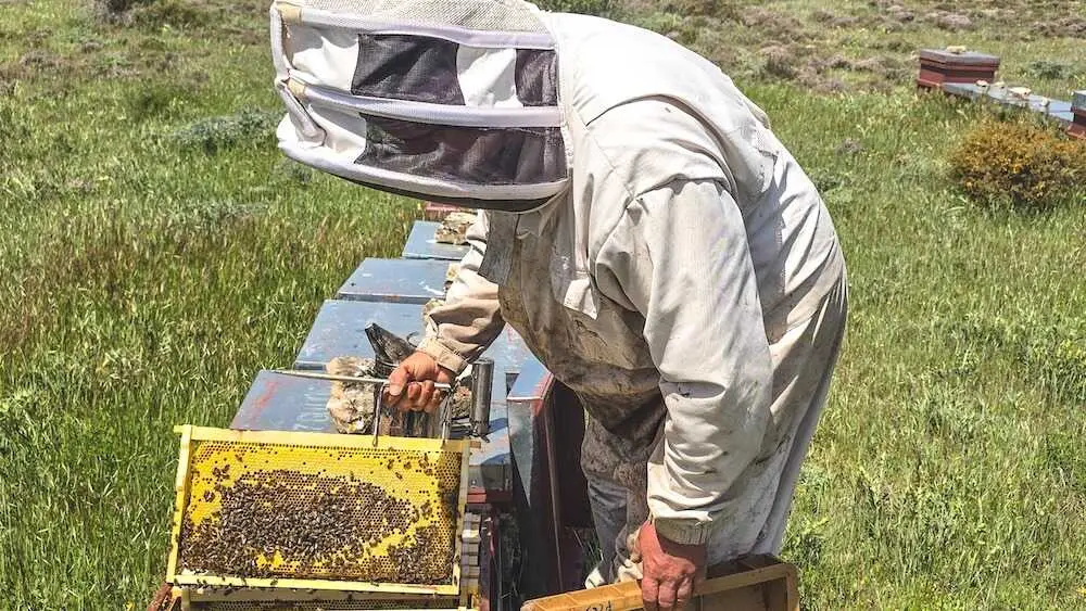 Este 14 de junio entra en vigor el nuevo etiquetado en la miel, una demanda hist&oacute;rica de los apicultores que aportar&aacute; transparencia sobre su origen y calidad y que el sector ap&iacute;cola espera afecte positivamente en la valoraci&oacute;n del producto nacional - EFE/Beatriz Retuerta