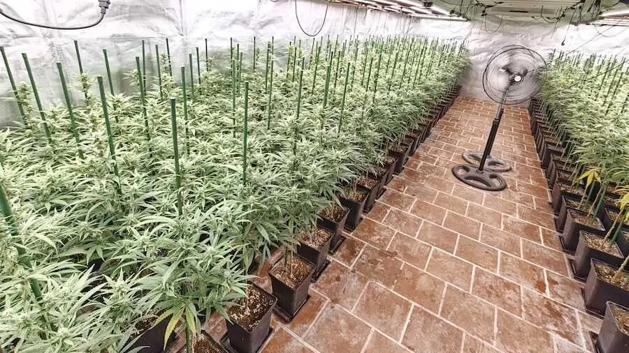 Hallan 650 plantas de marihuana en un chal&eacute; de A&ntilde;over de Tajo (Toledo)