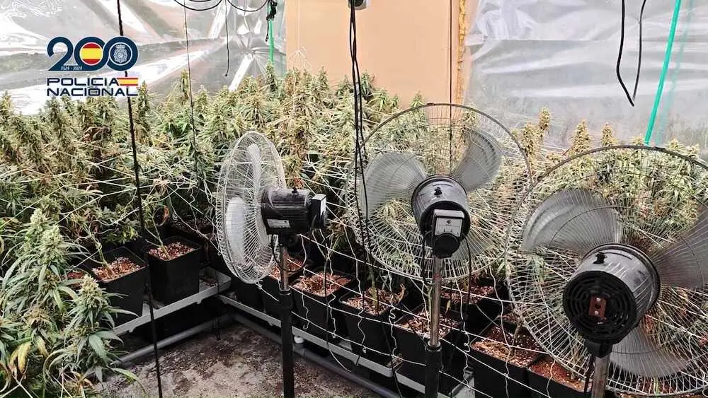 La Polic&iacute;a desmantela ocho plantaciones de marihuana en Talavera de la Reina (Toledo)