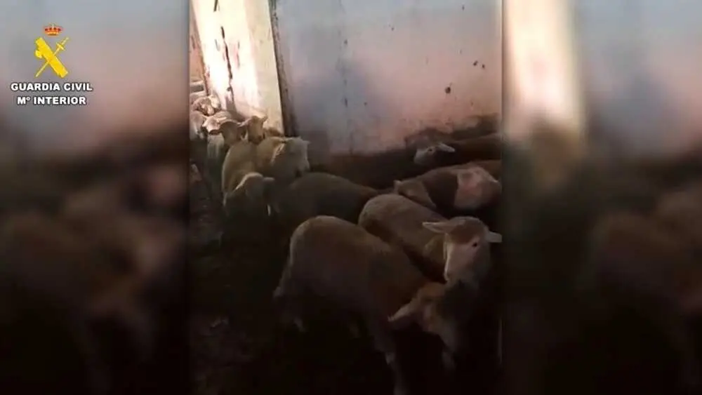 Tres detenidos por vender corderos de Guadalajara con papeles falsos