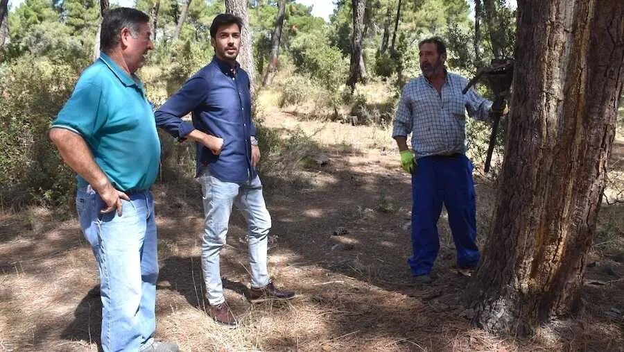 La Diputaci&oacute;n de Cuenca destina 40.000 euros a los resineros