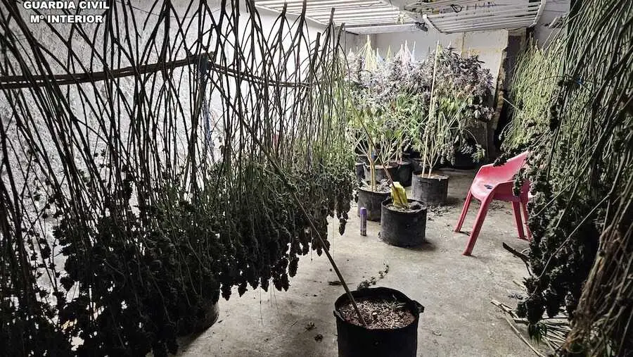Prisi&oacute;n para seis detenidos en Munera (Albacete) con 221 plantas de marihuana