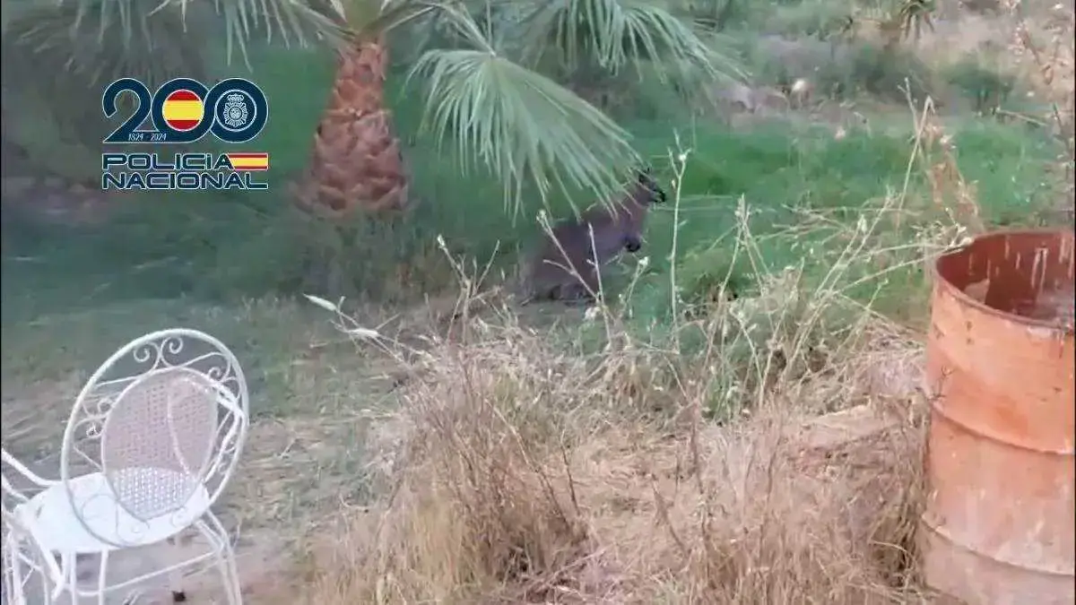 En la finca de Malag&oacute;n (Ciudad Real) fueron localizados, junto a otros animales en p&eacute;simas condiciones, tres ejemplares de walab&iacute;.