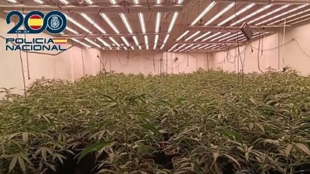 Detenido un hombre con 512 plantas de marihuana en Malag&oacute;n (Ciudad Real)