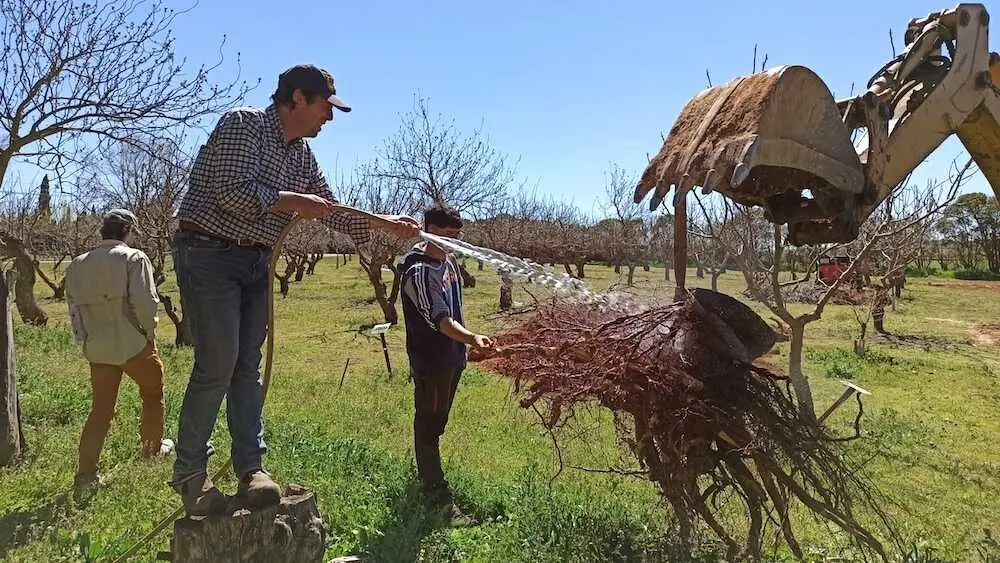El pistacho de Castilla-La Mancha destaca por su sostenibilidad