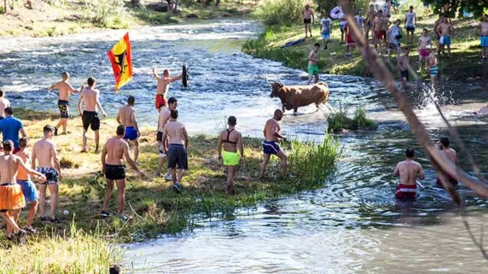 PACMA pide al Ayuntamiento de Trillo acabar con las Vacas al Tajo