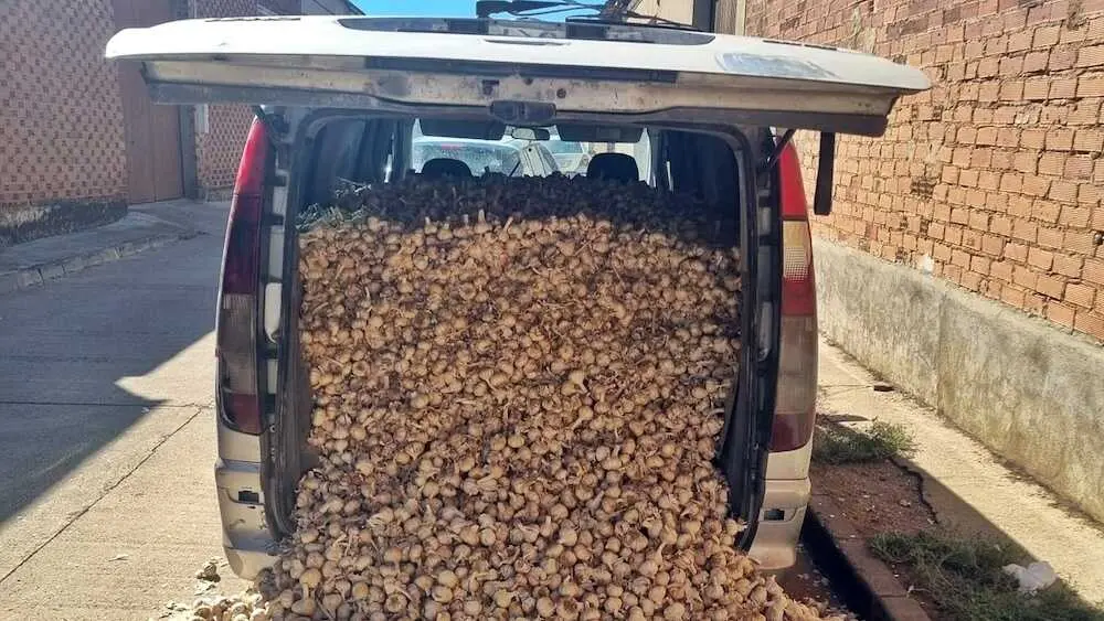 Tres investigados por robar casi dos toneladas de ajos en Tarazona de la Mancha (Albacete).