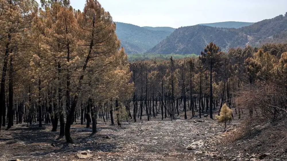 Terreno quemado por el incendio forestal en La Mierla (Guadalajara) - EP/Juanma Jim&eacute;nez