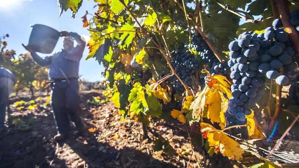 La vendimia arranca en julio por primera vez en Castilla-La Mancha, vino, UVA, cosecha, PAC, vi&ntilde;edo, viticultura, vi&ntilde;edos,&nbsp;