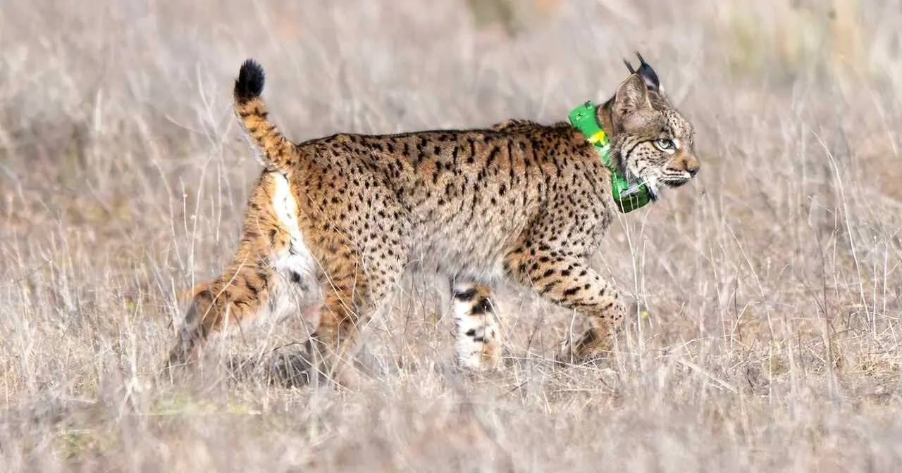 El uso de radioemisores GPS ha revolucionado el seguimiento de la fauna amenazada en Castilla-La Mancha al permitir conocer con precisi&oacute;n los movimientos, &aacute;reas de reproducci&oacute;n, rutas migratorias y causas de mortalidad de las especies. En la imagen, fotograf&iacute;a de archivo de una suelta de lince ib&eacute;rico con GPS - EFE/Jes&uacute;s Monroy