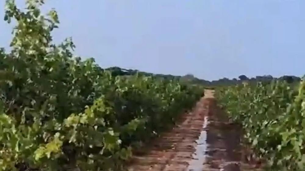 Vi&ntilde;edos afectados por las tormentas en la zona de La Manchuela conqunese