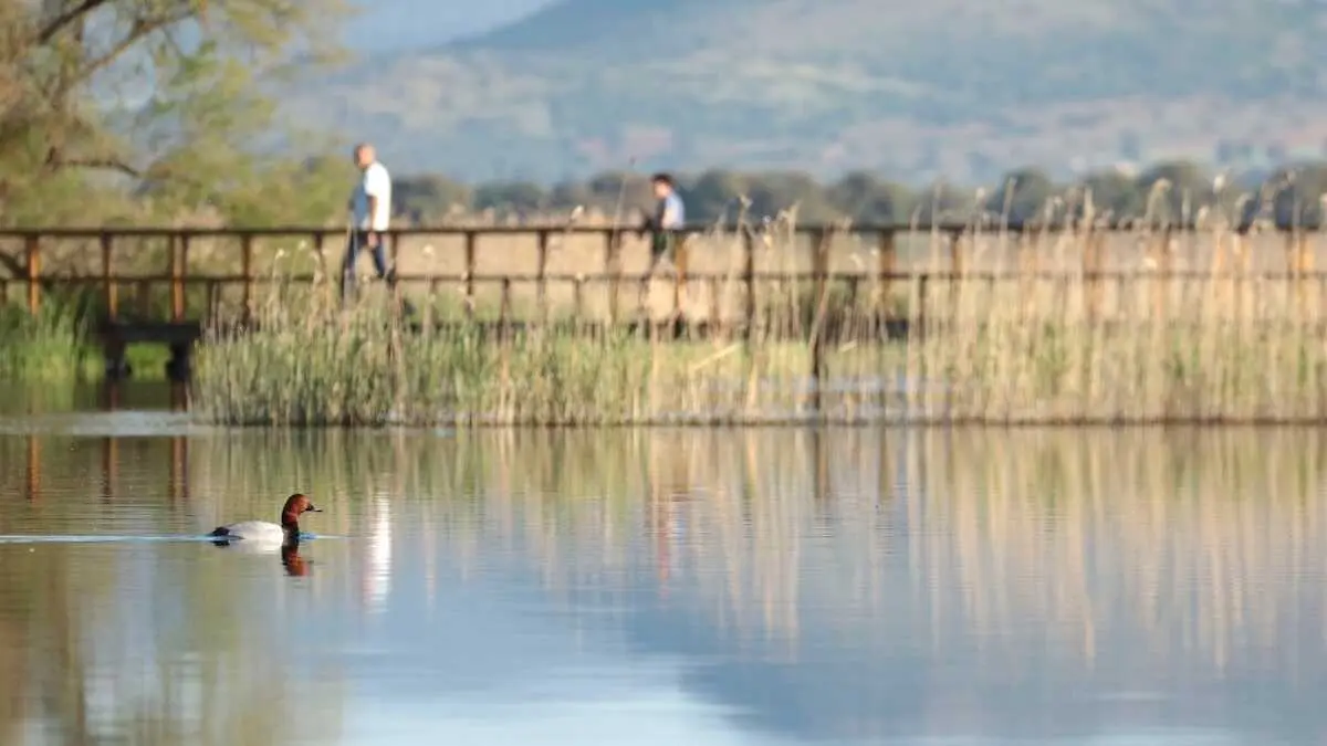 El Parque Nacional de Las Tablas de Daimiel ha registrado este a&ntilde;o un buen balance de reproducci&oacute;n de aves acu&aacute;ticas, con varios m&aacute;ximos hist&oacute;ricos y una notable recuperaci&oacute;n de especies, seg&uacute;n el censo de nidificantes realizado en el espacio protegido. En la imagen un ejemplar de porr&oacute;n europeo - EFE/Beldad