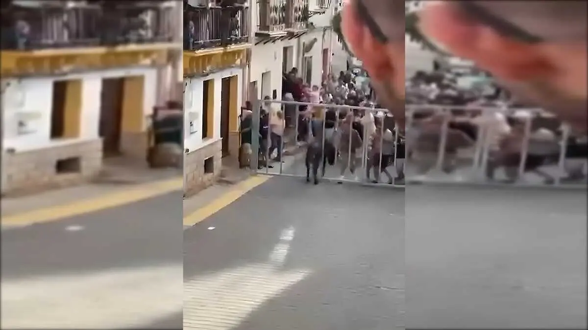 Una vaquilla suelta en Minglanilla (Cuenca) tras escapar de los encierros
