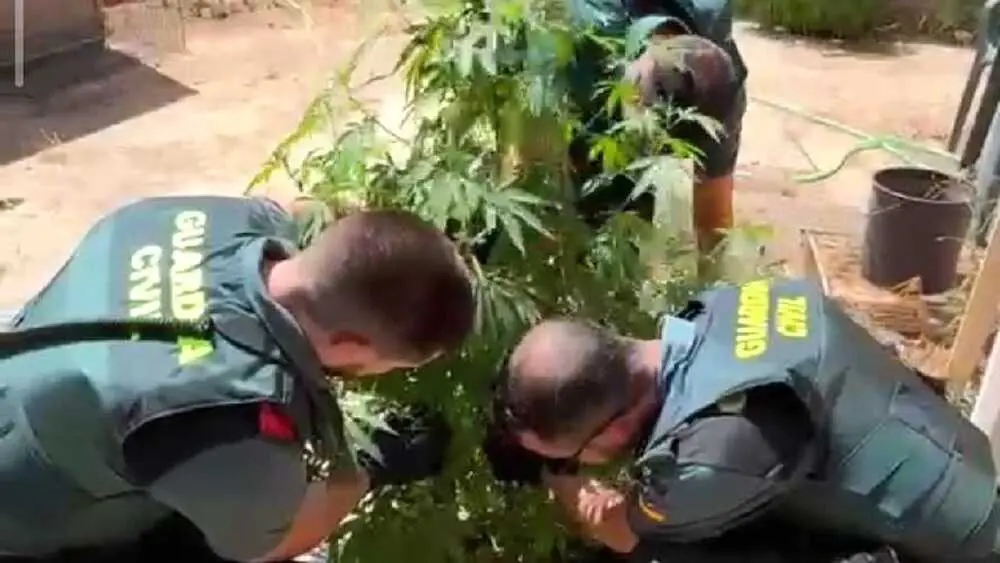 Dos investigados por cultivar marihuana en un bar de Casasimarro (Cuenca)