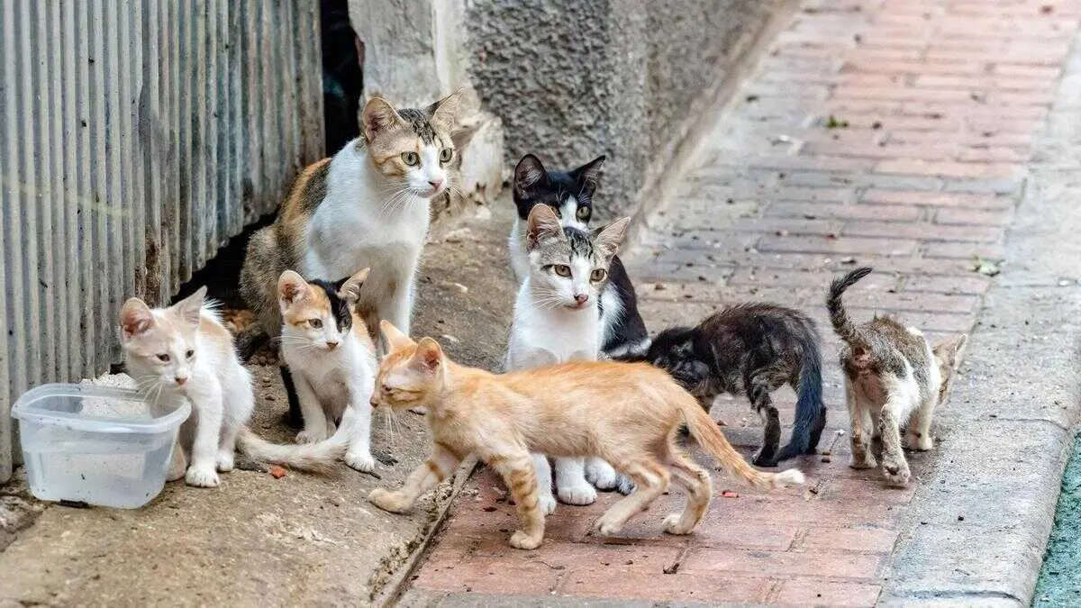 Imagen de archivo de una colonia felina de varios gatos en una calle de un municipio