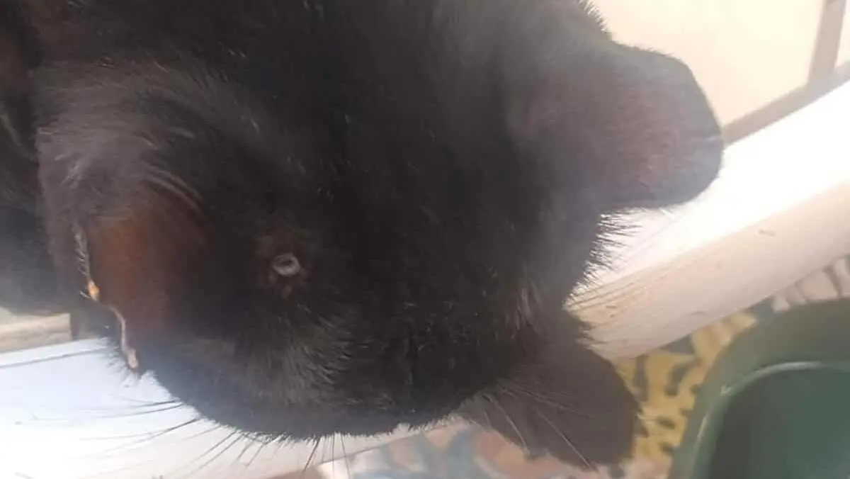 Disparan con perdigones a gatos de colonias en Villar de Olalla (Cuenca)