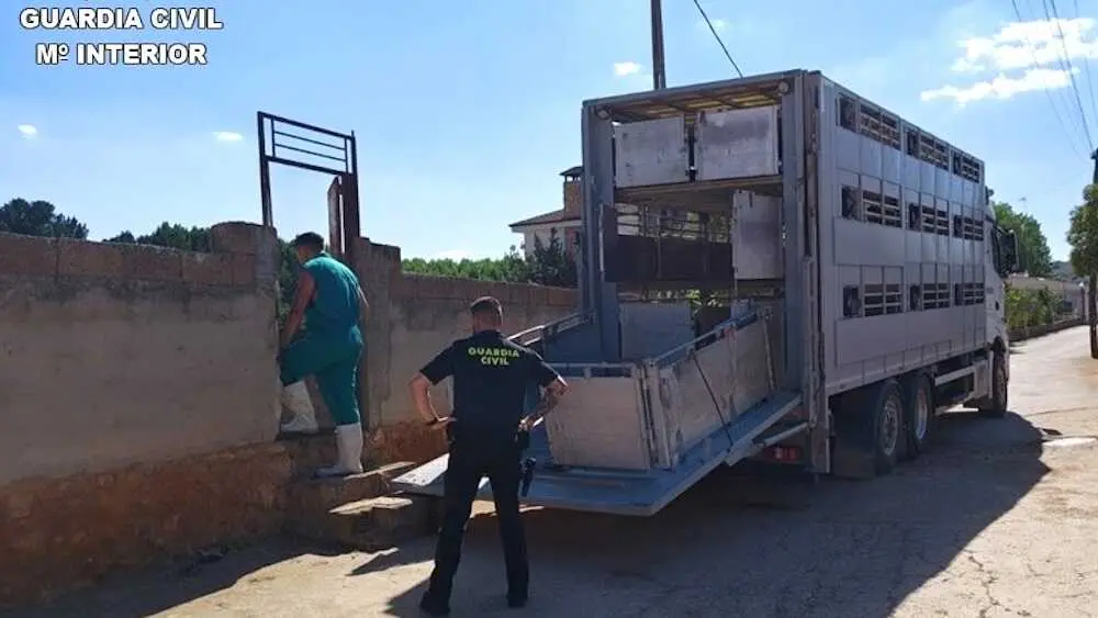 El SEPRONA inmoviliza 28 ovejas tras hallar cad&aacute;veres en Ruidera (Ciudad Real)