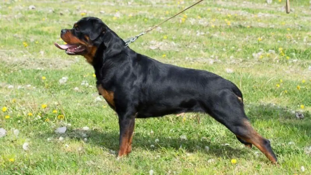 Un perro de raza rottweiler ataca y mata a una niña de tan solo un año