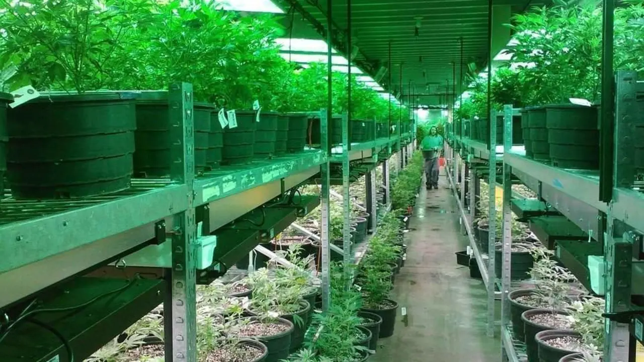 Cannabis con CBD
