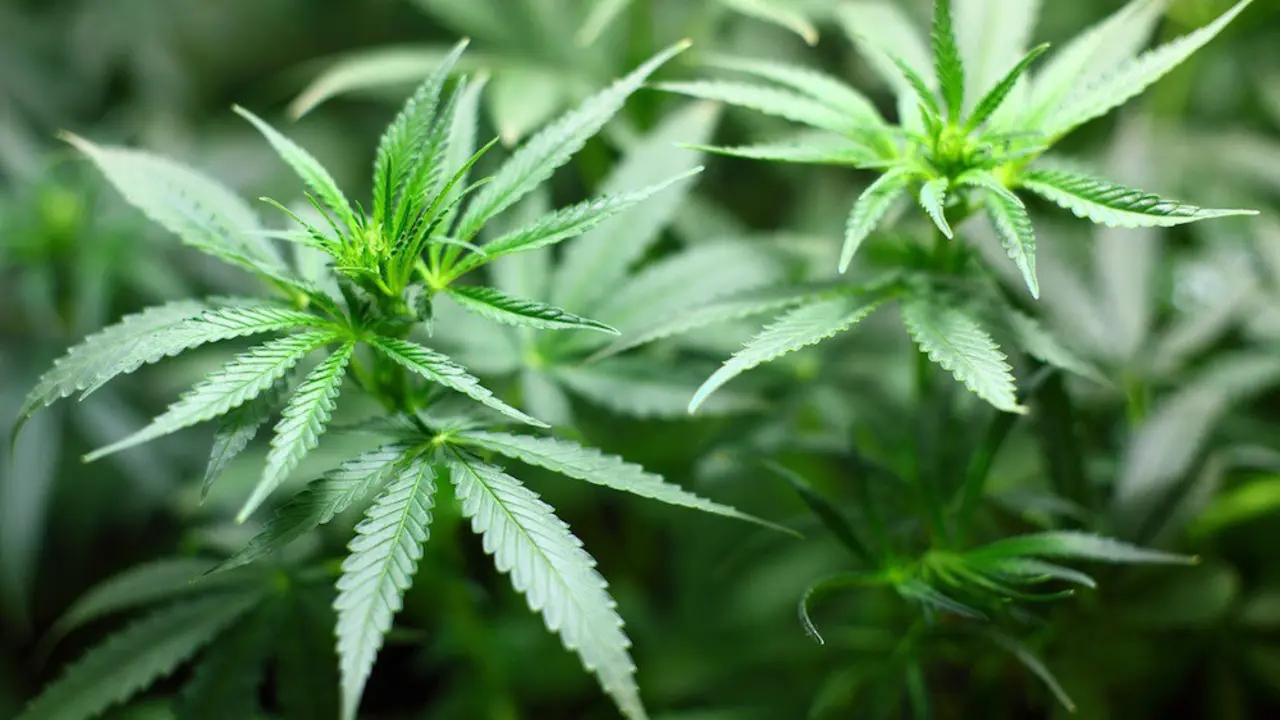 Beneficios medicinales de las semillas de marihuana para tu salud