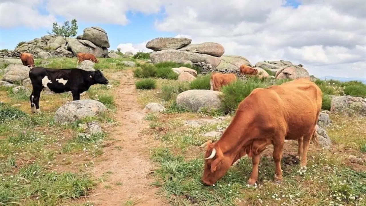 Unos cien jóvenes se interesan por "incorporarse" al sector ganadero en Guadalajara, ganado, ganadería, vacuno, vacas,&nbsp;