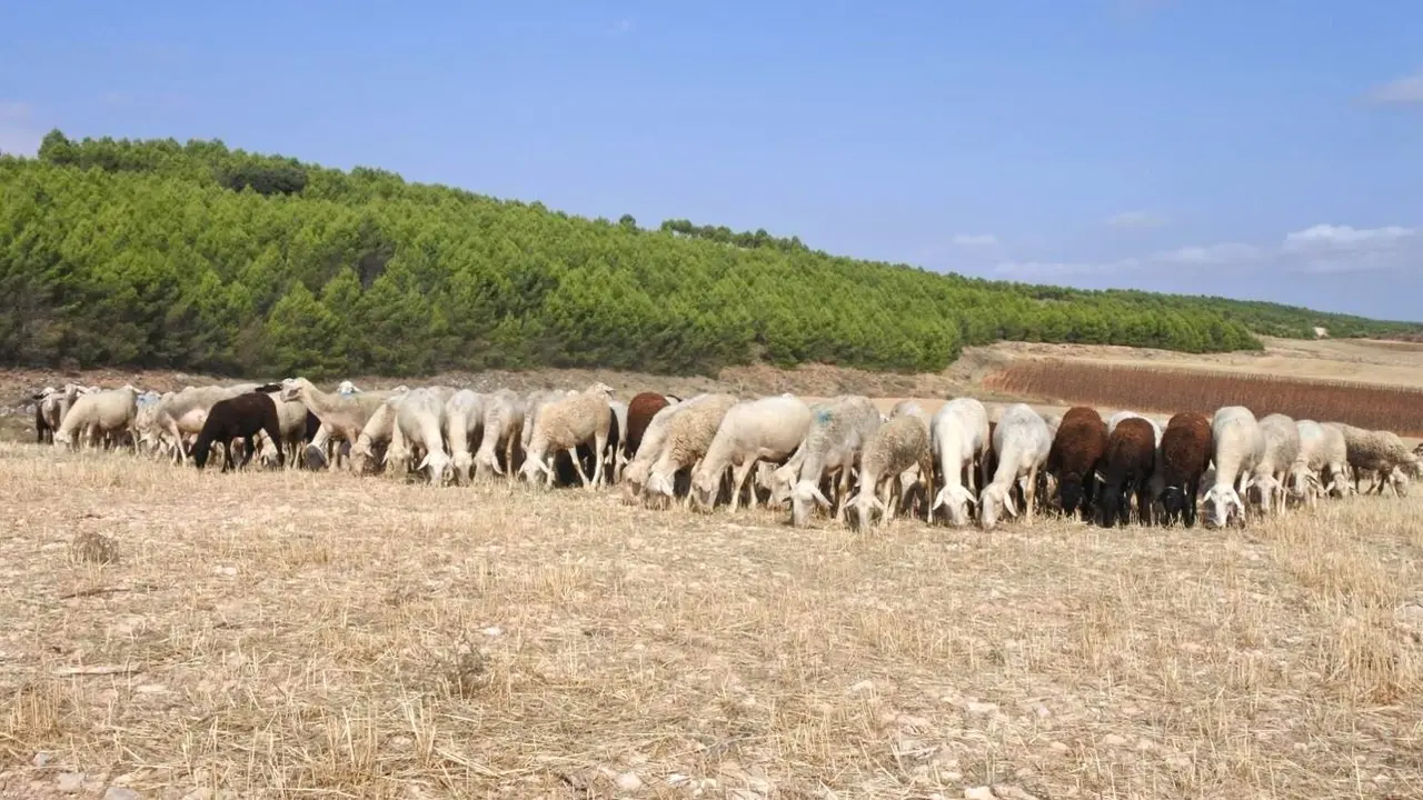 La Escuela de Pastores de Castilla-La Mancha echa a andar esta primavera con 13 cursos, ganadería, ganaderos, ovino, caprino, ovejas, cabras, leche,&nbsp;