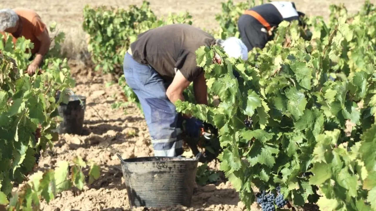 agricultura, vendimia, vino, temporeros, viñedos, PAC, uva, cosecha, recolecta