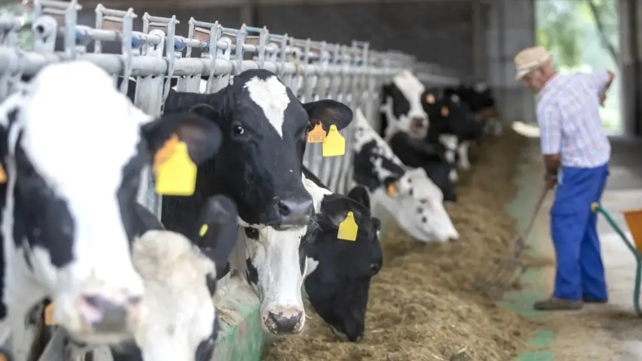 El sacrificio de vacas lecheras crece: es más rentable su carne que su leche, vacuno, ganado, ganadería, ganaderos,&nbsp;