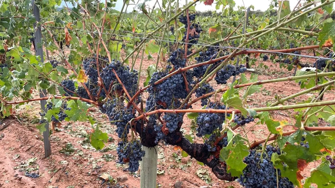 El pedrisco daña 2.000 hectáreas de cultivo en La Manchuela conquense, según Asaja