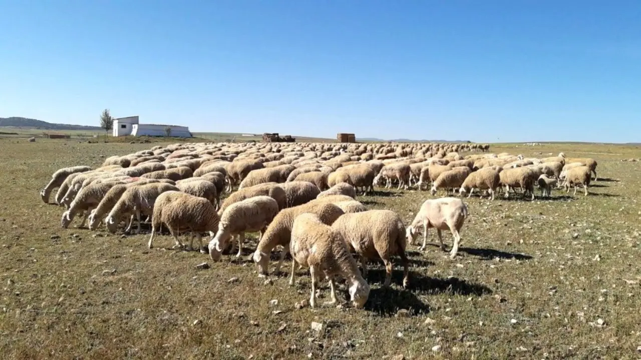 La reaparición de la viruela ovina obliga a sacrificar más de 17.000 reses, ovino, caprino, ganadería, ovejas,&nbsp;
