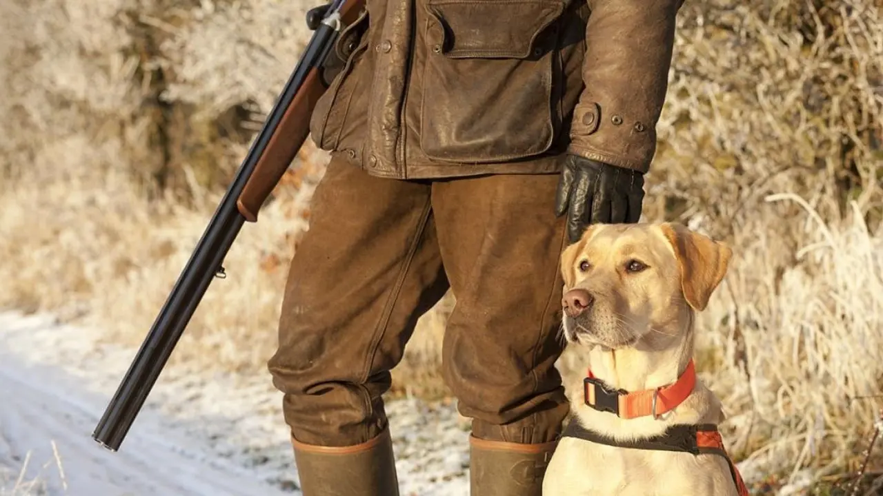 Belarra ofrece al PSOE excluir a los perros de la ley animal cuando estén de caza
