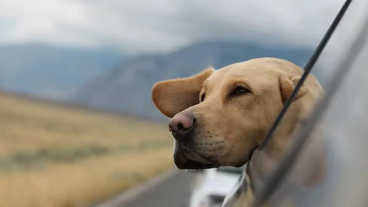 Los mejores consejos para viajar con tu mascota
