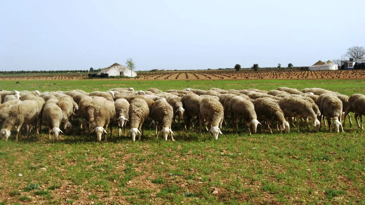 El grupo SaBio de la UCLM participa en un proyecto europeo sobre la especie ovina, caprino, ovino, explotación ganadera, ovejas, ganadería, agricultura, PAC, ganado,&nbsp;