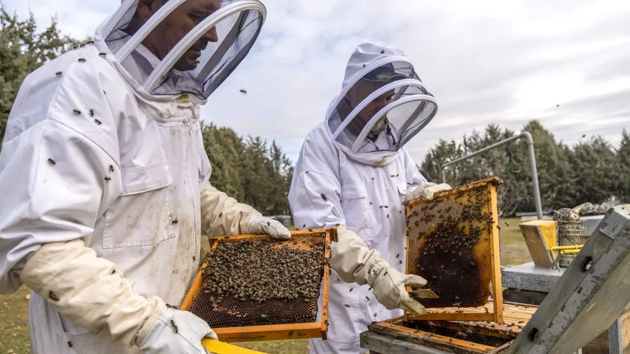 Mariano Higes Pascual y Raquel Martín Hernández, doctores en Veterinaria, son los dos investigadores que encabezan el equipo del Centro Apícola de Marchamalo (Guadalajara) que han colaborado, junto a otros países, para sacar adelante la primera vacuna para abejas - EFE/Nacho Izquierdo
