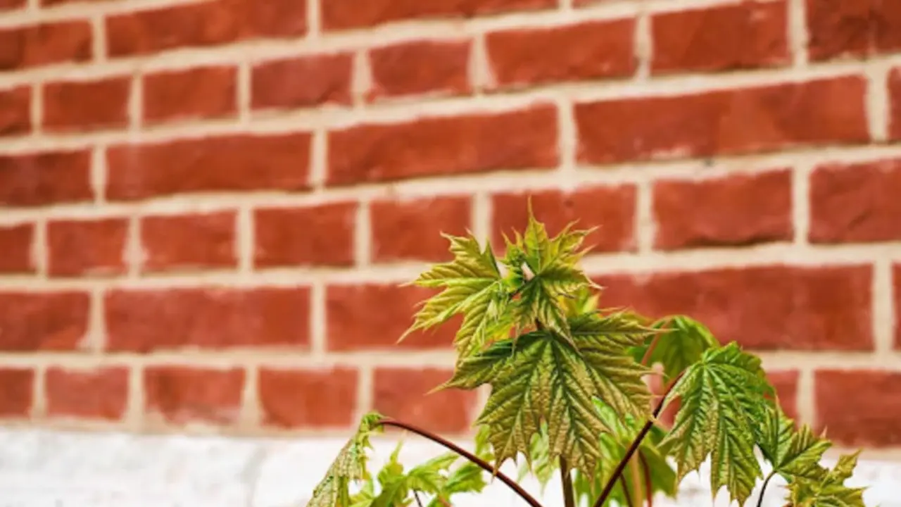  ¿Por qué debes consumir CBD en invierno? 