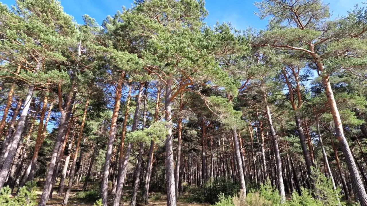 Castilla-La Mancha organiza varias actividades en espacios naturales por el Día de los Bosques
