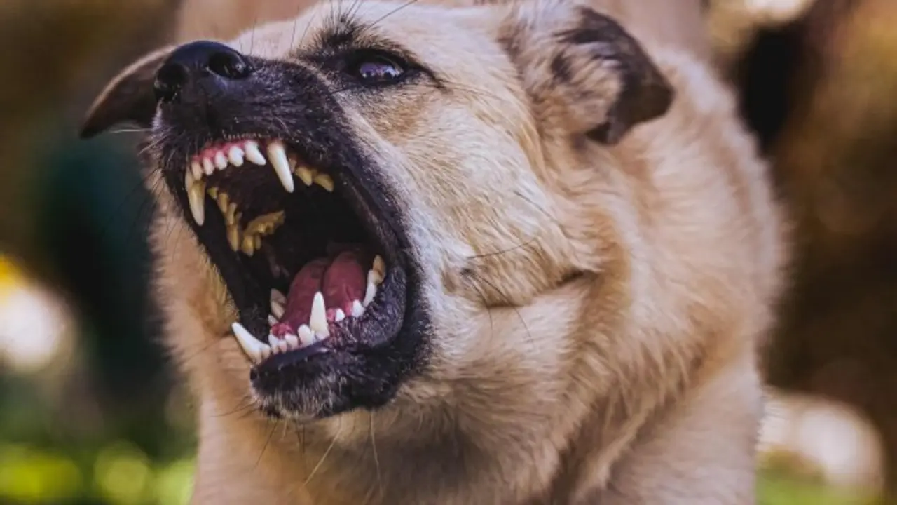 Tres heridos por el violento ataque de un perro peligroso delante de una escuela
